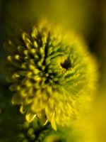 Beautiful Chrysanthemum Flowers Wallpapers Pictures