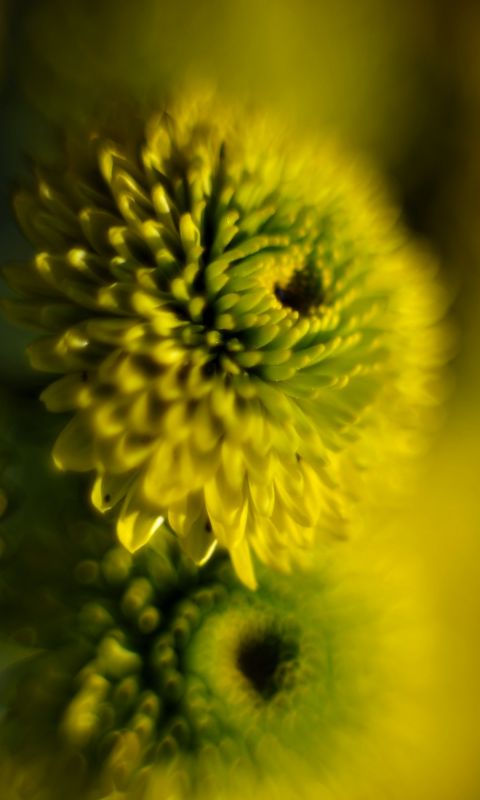 Beautiful Chrysanthemum Flowers Wallpapers Pictures