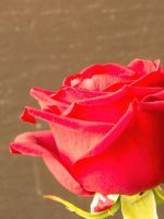 Flowers A Beautiful Red Rose High Quality Wallpapers     X
