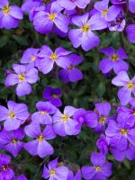 Flowers Purple Summer Garden Beautiful Hd Wallpapers     X