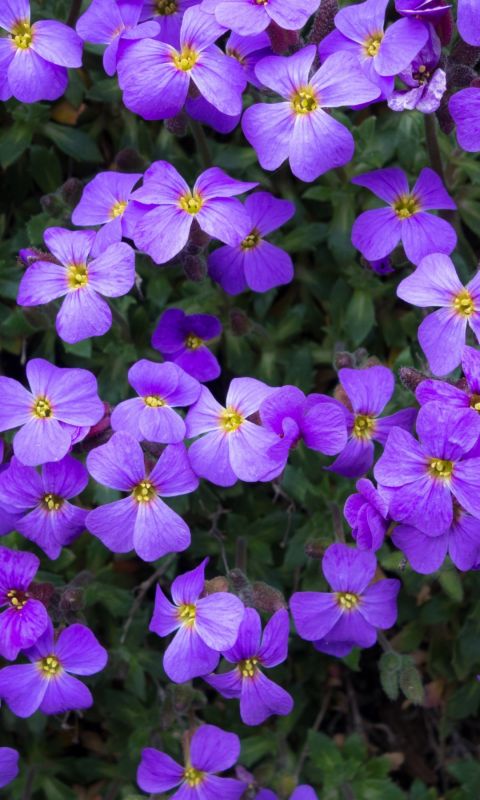 Flowers Purple Summer Garden Beautiful Hd Wallpapers     X