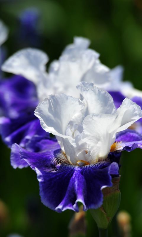 Beautiful Irises Flowers Wallpapers Pictures