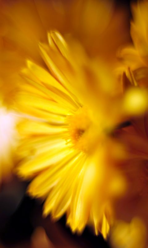 Beautiful Chrysanthemum Flowers Wallpapers Photos