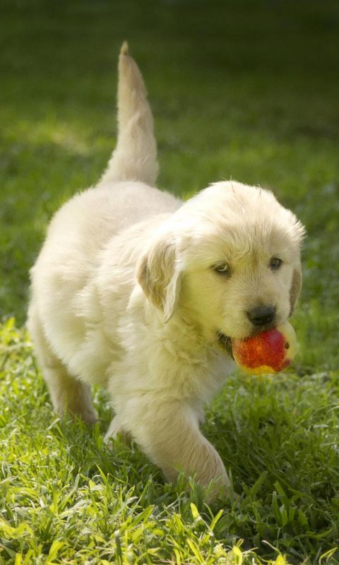 Pretty Puppys Cute Beautiful Lovely Dogs Animal Animals             X