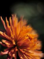 Beautiful Chrysanthemum Flowers Wallpapers Pictures