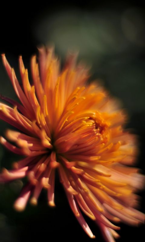 Beautiful Chrysanthemum Flowers Wallpapers Pictures
