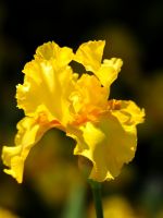 Beautiful Irises Flowers Wallpapers Pictures
