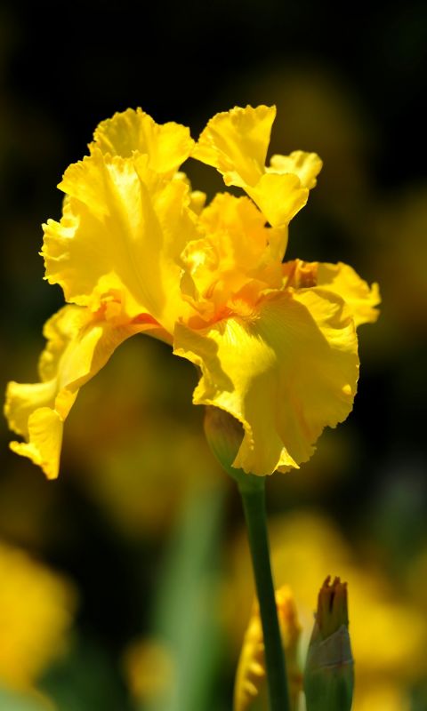 Beautiful Irises Flowers Wallpapers Pictures