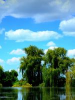 Lake Willow Beautiful Nature Scenery  K Ultra Hd Wallpapers     X