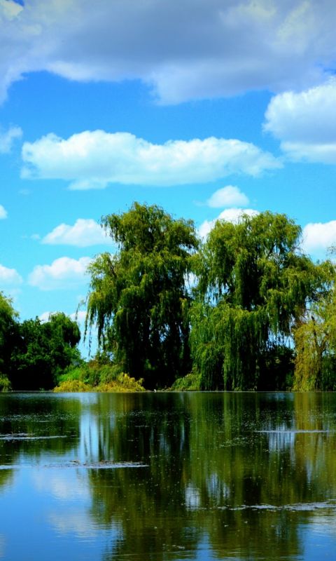 Lake Willow Beautiful Nature Scenery  K Ultra Hd Wallpapers     X