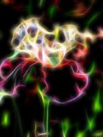 Beautiful Irises Flowers Wallpapers Pictures
