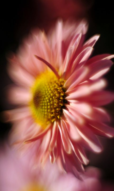 Beautiful Chrysanthemum Flowers Wallpapers Photos