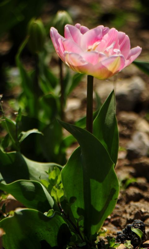Beautiful Tulips Flowers Wallpaper Pictures