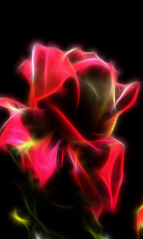 Beautiful Roses Flowers Wallpapers Pictures