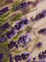 Beautiful Lavender Macro Meadow     X     IPhone   Plus Wallpaper