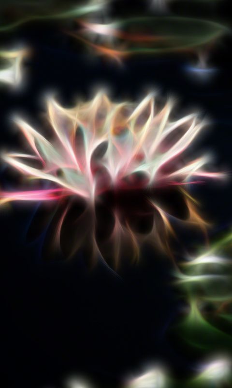 Beautiful Water Lilies Flowers Wallpapers Photos