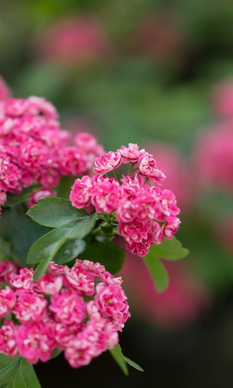 Flowering Tree Beautiful Blurred Hd Wallpapers     X