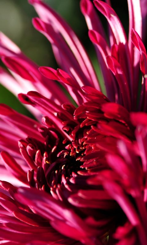 Beautiful Chrysanthemum Flowers Wallpapers Photos