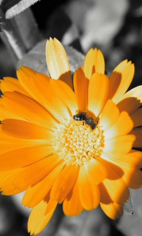 Beautiful Sunflower Wallpaper For Samsung Galaxy S