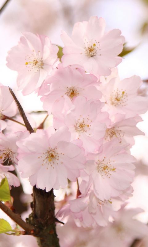 Ornamental Cherry Blossom White Flowers Beautiful Nature Top Hd Wallpapers     X