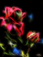 Beautiful Roses Flowers Wallpapers Photos