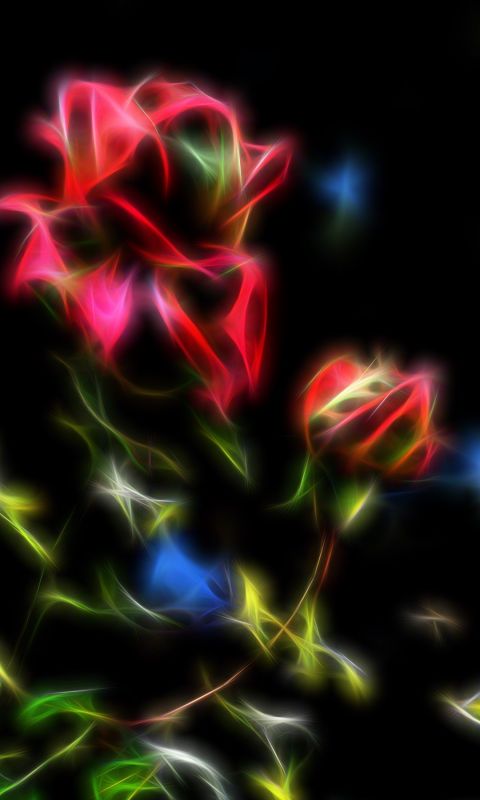 Beautiful Roses Flowers Wallpapers Photos