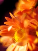 Beautiful Chrysanthemum Flowers Wallpapers Pictures