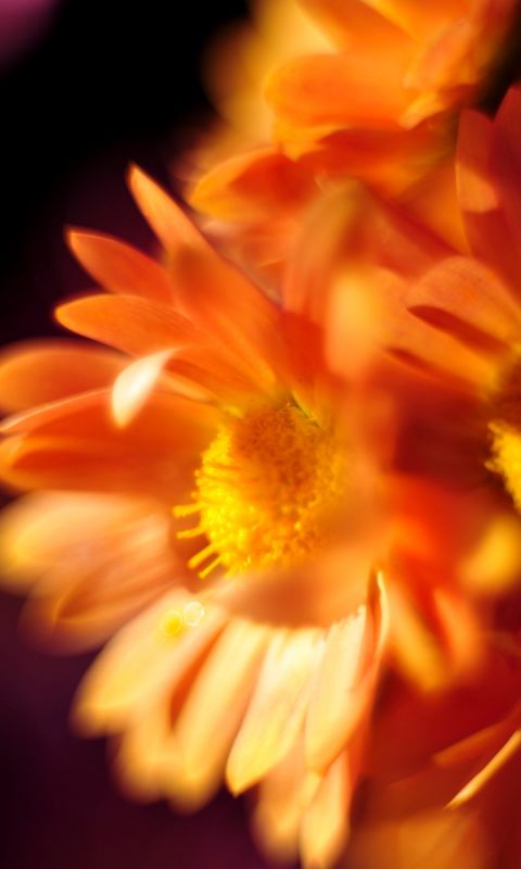 Beautiful Chrysanthemum Flowers Wallpapers Pictures