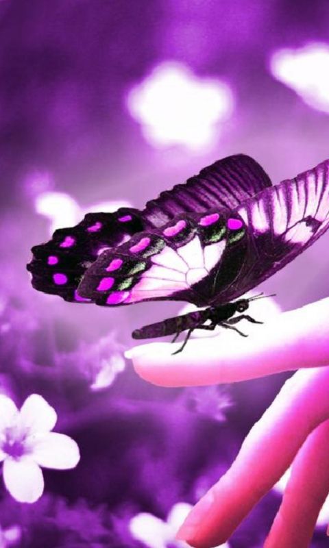 For Monarch  Beautiful Like         X