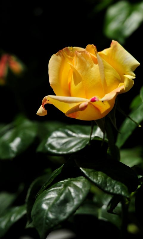 Beautiful Roses Flowers Wallpapers Pictures