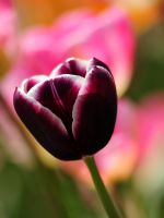 Beautiful Tulips Flowers
