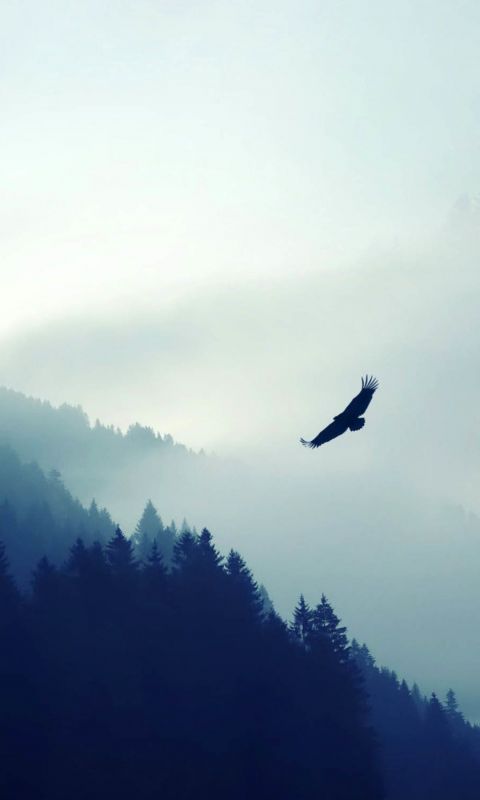 Beautiful Sunset Forest Eagle