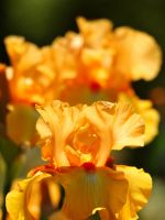 Beautiful Irises Flowers