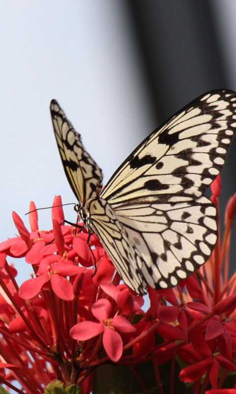 Butterfly On Red Flowers