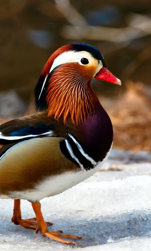 Mandarin Duck