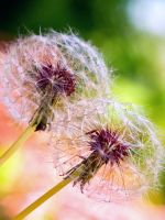 Beautiful Wild Dandelion Flower