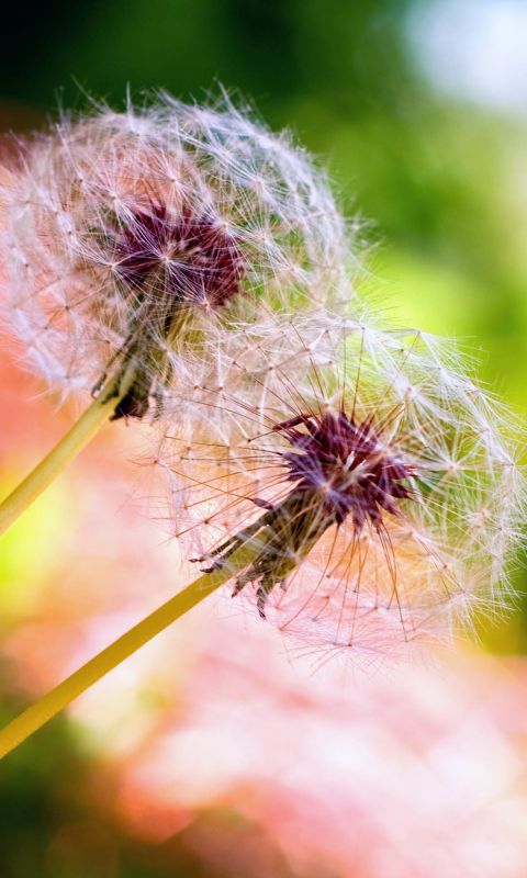 Beautiful Wild Dandelion Flower