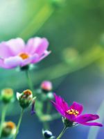Cosmos Flowers