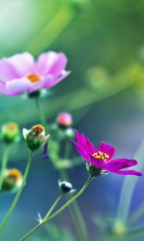 Cosmos Flowers