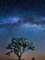 Beautiful Natural Tree