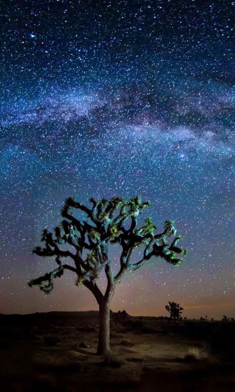 Beautiful Natural Tree