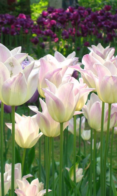 Beautiful Flowers