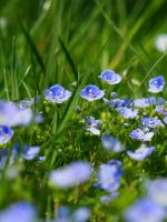 Chamaedrys Flowers