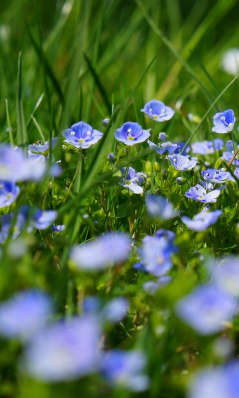 Chamaedrys Flowers