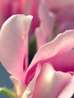 Flower Pink Beautiful
