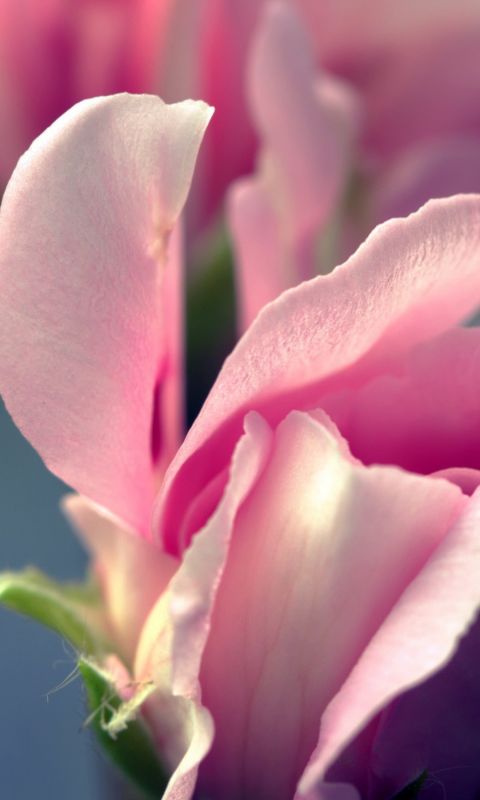 Flower Pink Beautiful