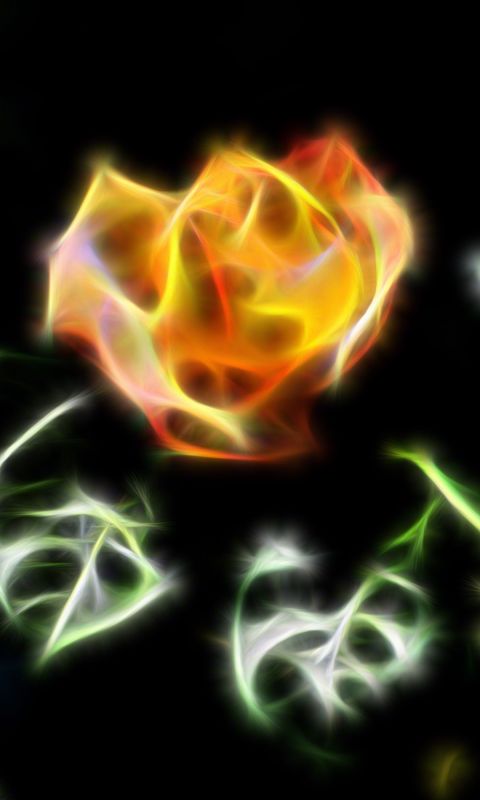 Beautiful Roses