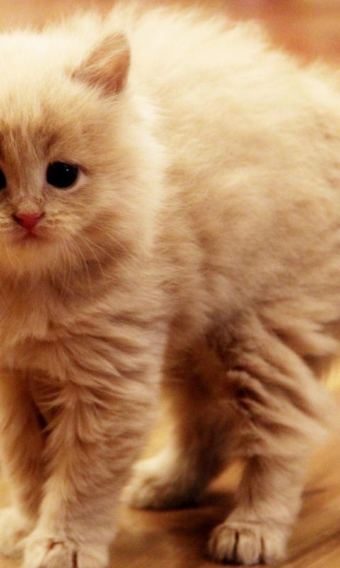 Lovely Hat Face Kitten Cute