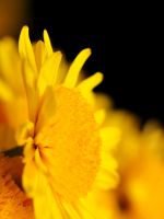 Beautiful Chrysanthemum Flowers Wallpapers Photos