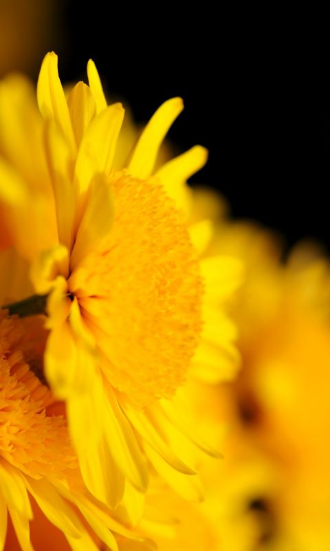 Beautiful Chrysanthemum Flowers Wallpapers Photos